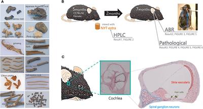 Ninjinyoeito Has a Protective Effect on the Auditory Nerve and Suppresses the Progression of Age-Related Hearing Loss in Mice